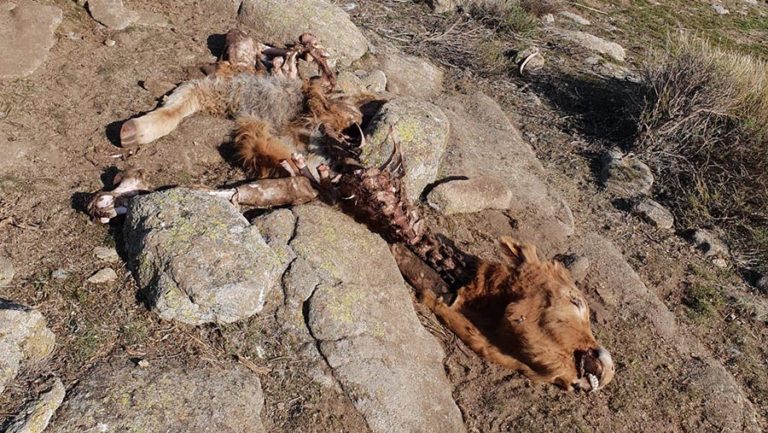 Una ganadería de El Herradón de Pinares sufre varios ataques de lobos en los últimos días