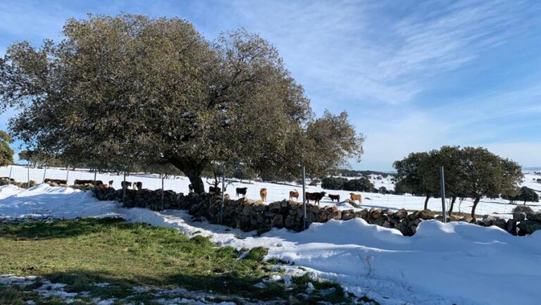 Colmenar Viejo contribuirá a la recuperación del sector agropecuario con 300.000 euros en ayudas