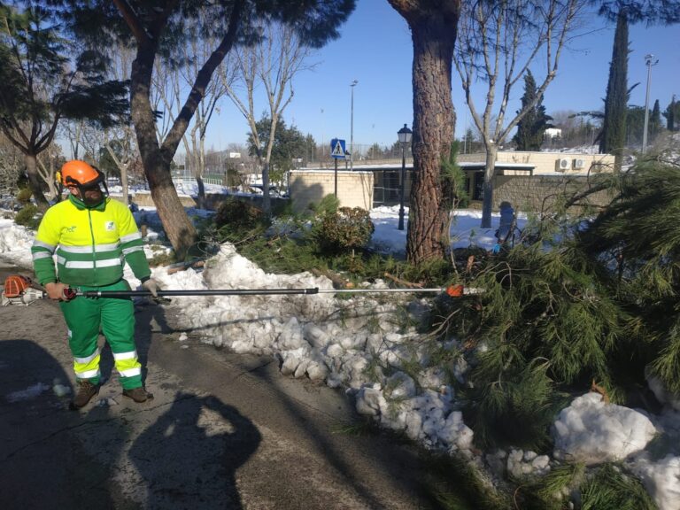 Villaviciosa trabaja en la retirada de árboles y limpieza de las vías