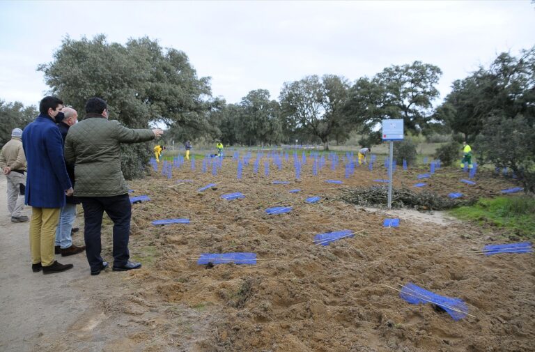 Boadilla pone en marcha un Plan de recuperación de su masa forestal