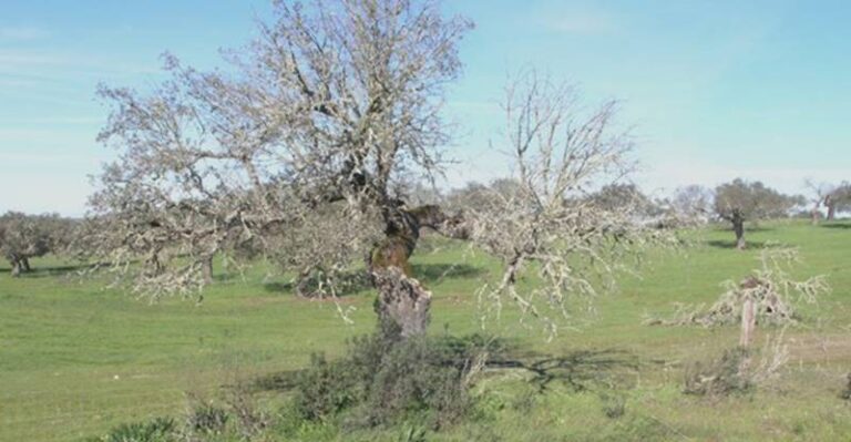 Vox reclama un estudio para determinar la enfermedad del Monte de Boadilla