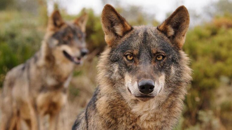 El Consejo Agrario de Castilla y León reclama al Gobierno que proteja la actividad ganadera frente al lobo