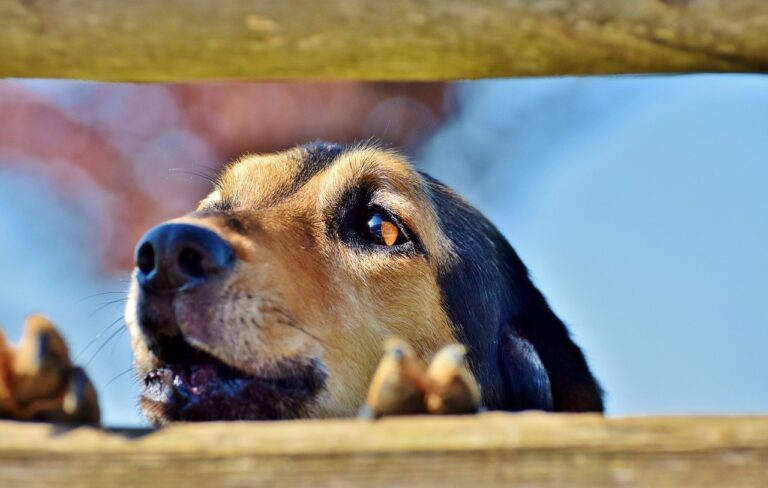 Polémica en Boadilla por la Ordenanza Municipal de Tenencia de Animales