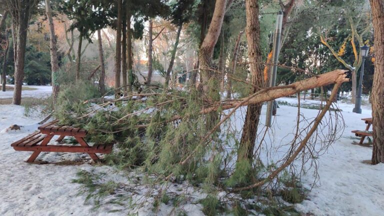 El paso de la borrasca ‘Filomena’ causa daños en el 2,53% del arbolado de Illescas