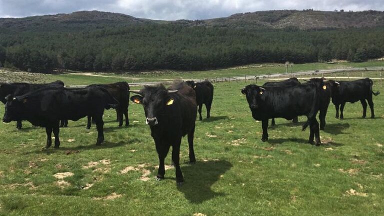 La tradicional subasta de ganado de raza Avileña-Negra Ibérica de la Diputación de Ávila será el 8 de mayo