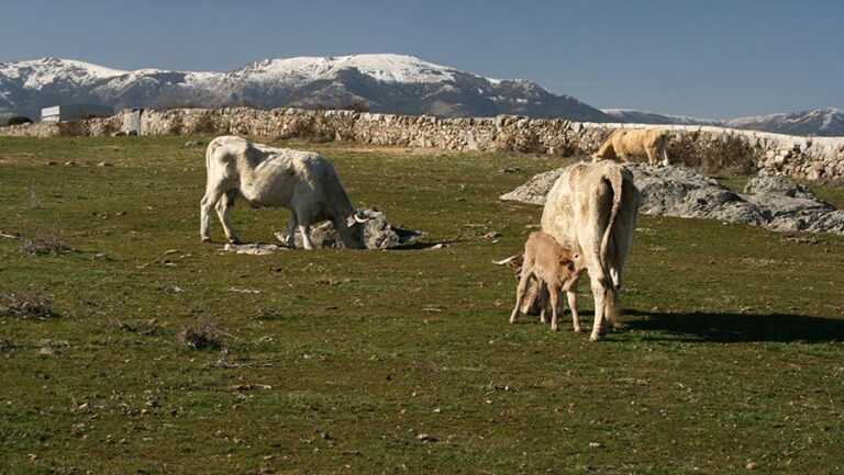 Comienzo el periodo de aprovechamiento de pastos en la Dehesa de Navalvillar de Colmenar Viejo