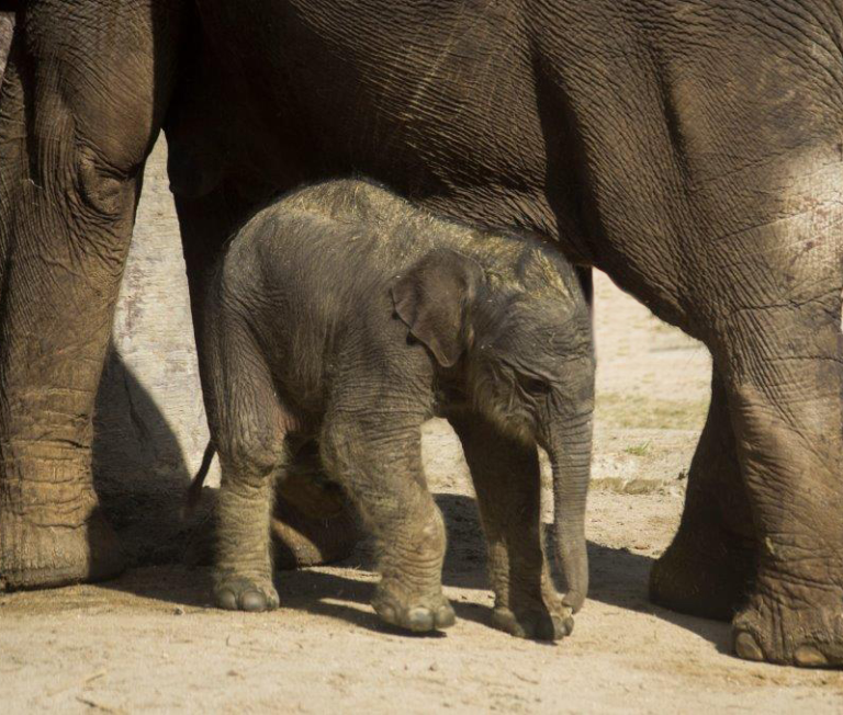 El Zoo de Madrid, un plan de ocio seguro para toda la familia