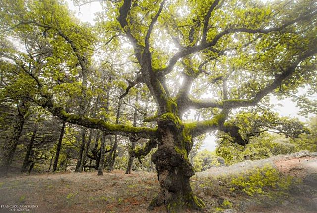 El `Roble de los Manaderos´, de Piedralaves, participa en el concurso Árbol del Año 2022