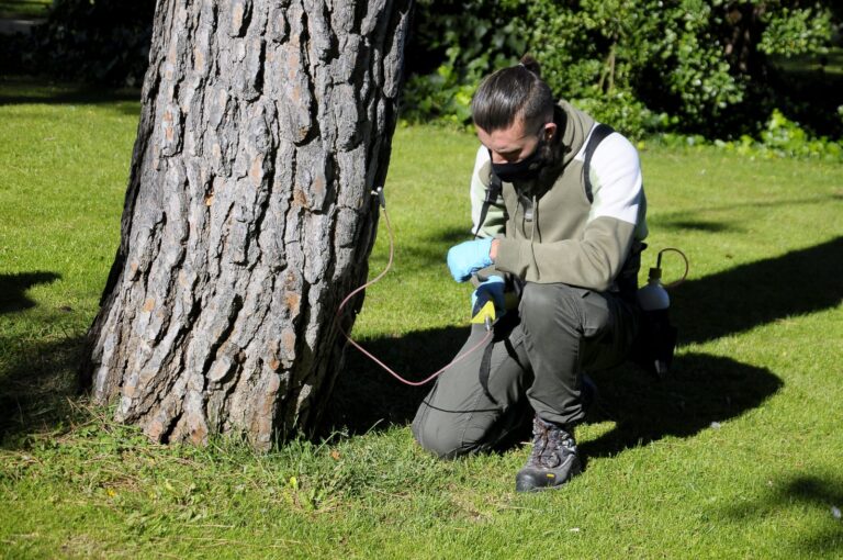 Más de 800 pinos de Boadilla tratados contra la oruga procesionaria