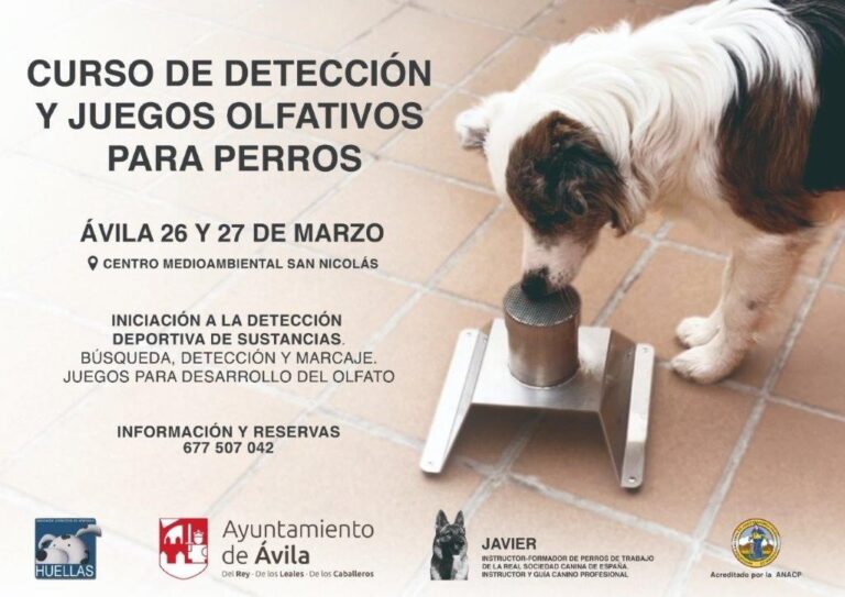 Curso de adiestramiento canino en Ávila