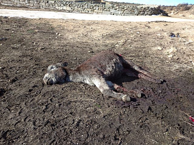 UPA Ávila denuncia nuevos ataques de lobos en explotaciones ganaderas de Gredos