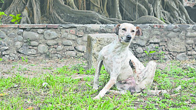 Es tiempo de desparasitar a tu mascota