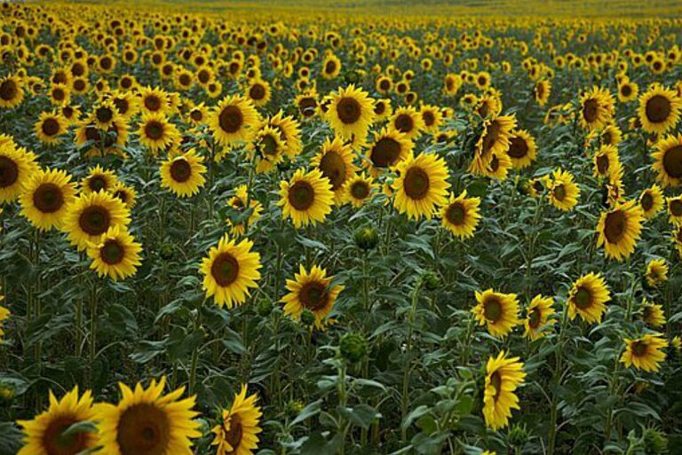 UPA sugiere dos alternativas para que se mantenga la ayuda para el girasol y la colza