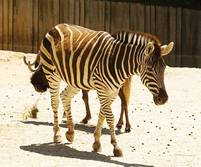 Precios especiales en Zoo Aquarium para los vecinos de Colmenar Viejo