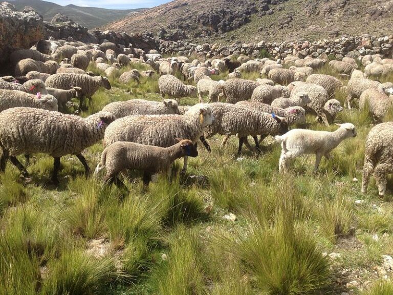 El Ministerio permite ciertos movimientos de ganado en el área afectada por lengua azul