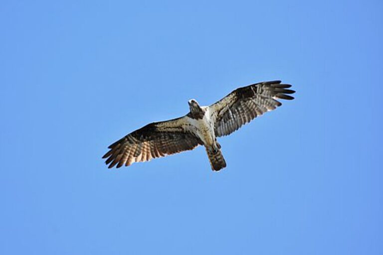 Novena edición ‘Conoce las aves de Ávila’: una oportunidad para adentrarse en el mundo de la ornitología