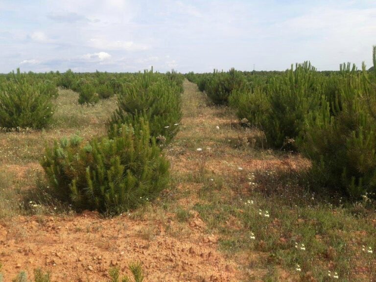 Convocadas ayudas de reforestación en Castilla y León con 7 millones de euros de presupuesto