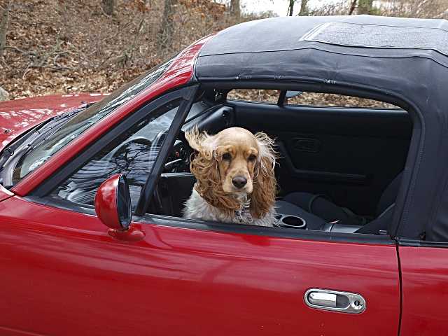 No dejes a tu mascota en el coche, podrías ser multado hasta con 200.000 euros