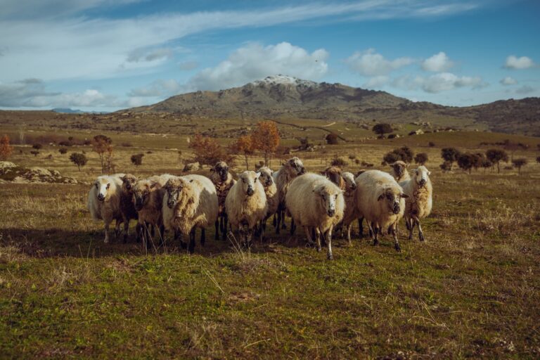 En Colmenar Viejo comienza temporada de explotación de pastos en Dehesa de Navalvillar