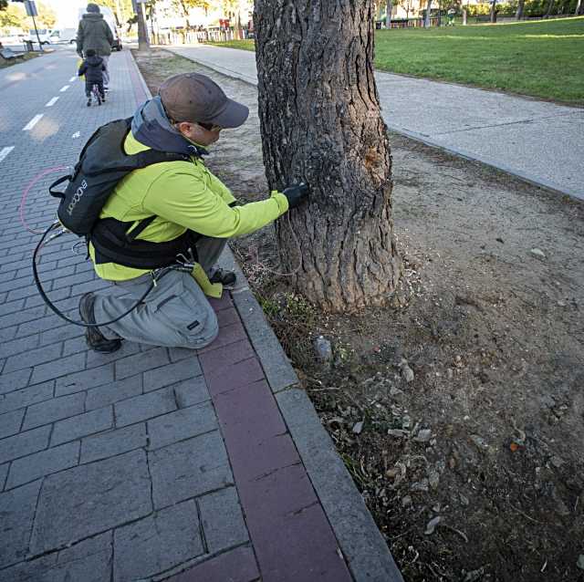 Ayuntamiento de Boadilla utiliza técnica de endoterapia para tratar pinos