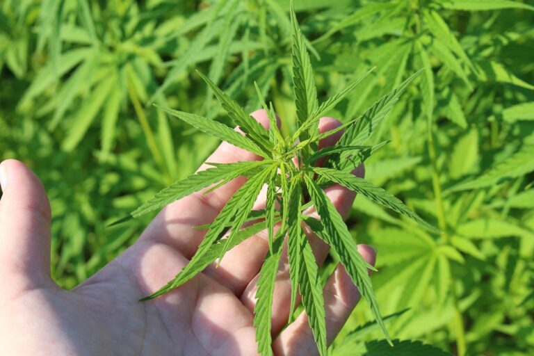 Guardia Civil desmantela operación de cultivo y distribución de cannabis en urbanizaciones de Maello