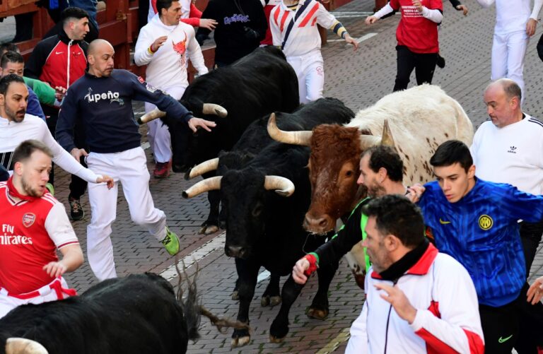 Gran afluencia de espectadores y récord de números en los encierros de San Sebastián de los Reyes