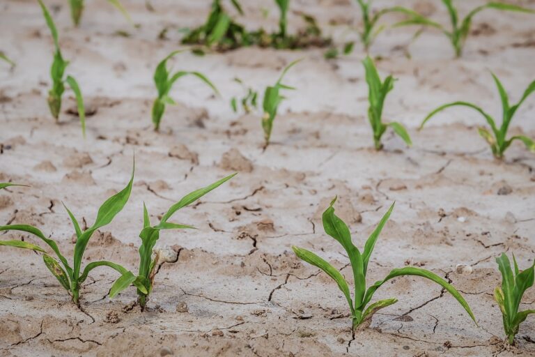 La Junta bonifica con hasta 60 millones de euros los intereses de préstamos para hacer frente a la sequía en agricultura y ganadería, antes del 15 de febrero