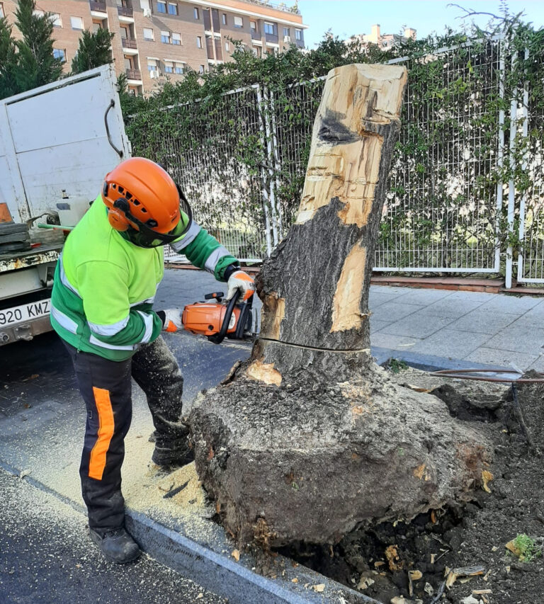 El Ayuntamiento de Tres Cantos inicia un plan de acción para la plantación y poda de árboles en el municipio