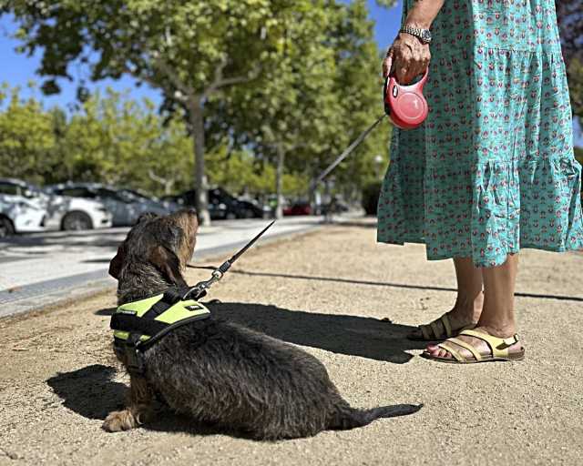 Obligatorio atar a los perros en todo el término municipal de Majadahonda