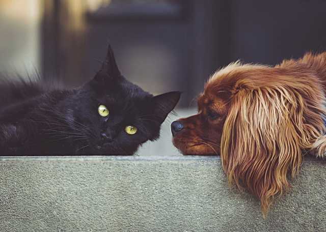 No más lágrimas ni maullidos. Así puedes ayudar a tu mascota a sobrellevar tu ausencia