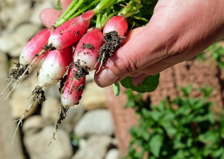 Huertos urbanos en Ávila, un proyecto sostenible y solidario para la comunidad