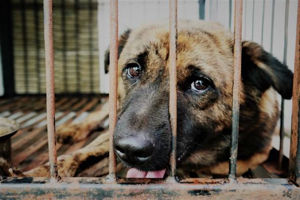 Jornada educativa sobre bienestar y protección animal en Tres Cantos