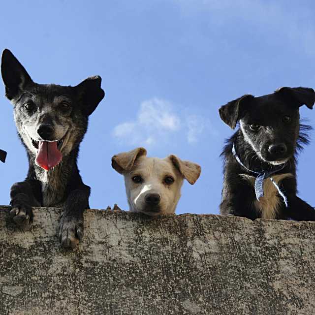 Torrejón de la Calzada celebra un evento solidario para adoptar mascotas