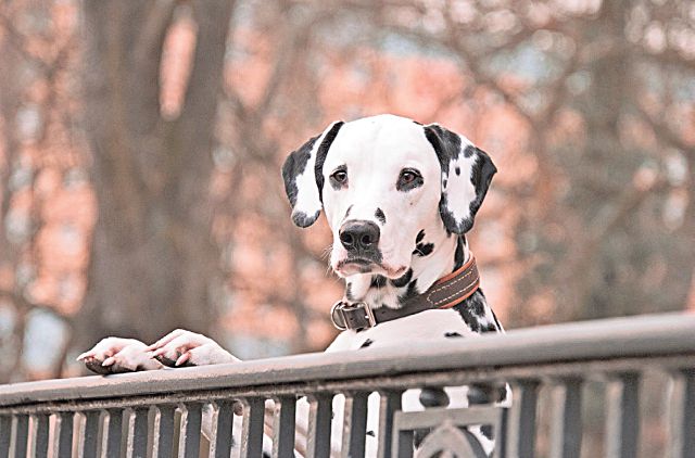 Estos gestos de tu mascota pueden revelar más de lo que imaginas sobre su bienestar