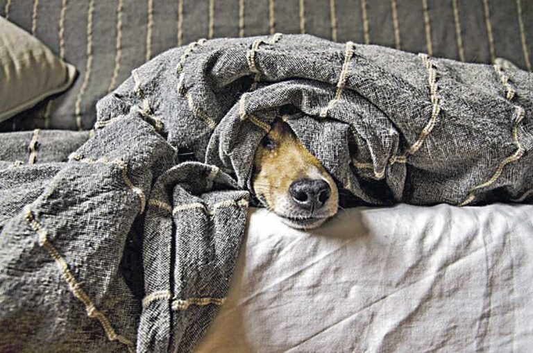 Así es como el cambio de hora impacta en la vida de perros y gatos