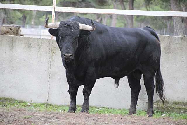 El último festejo taurino de la provincia de Ávila será celebrado el día 6 por Madrigal de las Altas Torres.