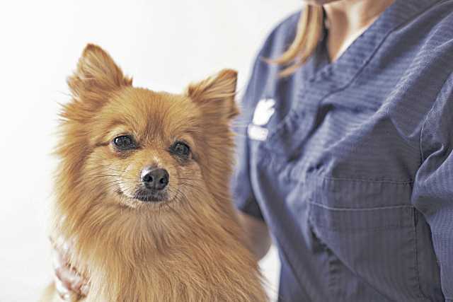 Medicina preventiva, bienestar para nuestra mascota