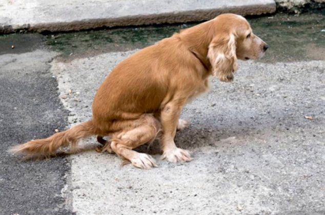 Lanzamiento de campaña para prevenir el abandono de desechos en la vía pública