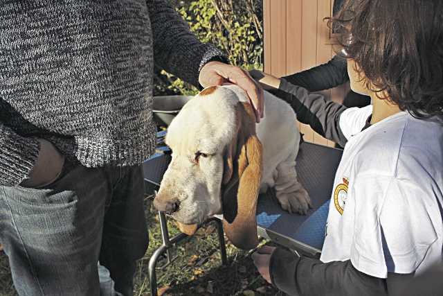 La sorprendente historia de Olivia, la perra que enseña a los niños lo que significa la responsabilidad