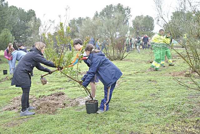 Las Rozas organiza una plantación de árboles en la Dehesa de Navalcarbón.