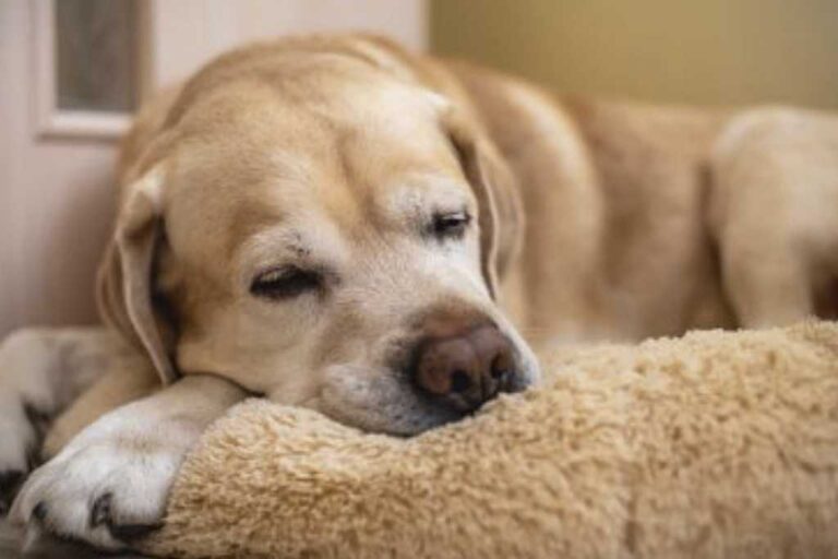 Cuidados de tu mascota senior para un envejecimiento saludable