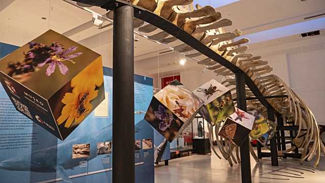 Los Yébenes expone una muestra de fotografías sobre la flora, insectos y arañas de los Montes de Toledo