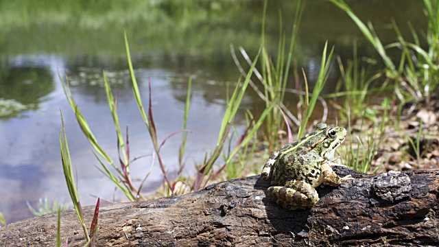 Tres Cantos pone en marcha el proyecto ‘Tres Cantos de Anfibios’ junto a la Asociación Iberozoa