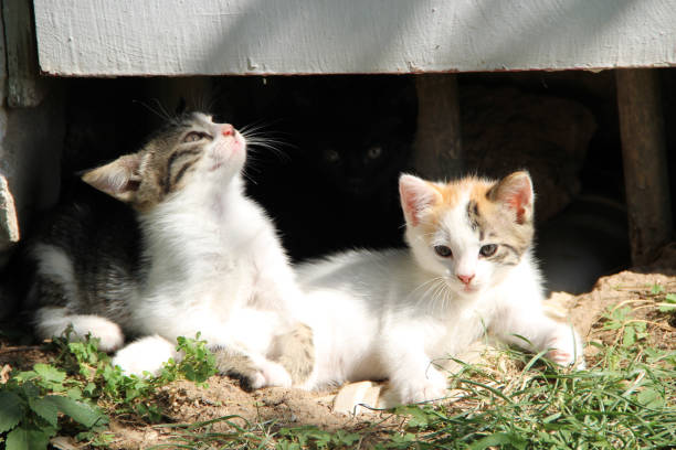 Alimentar gatos sin permiso genera problemas de salud pública y limpieza en las calles de San Sebastián de los Reyes