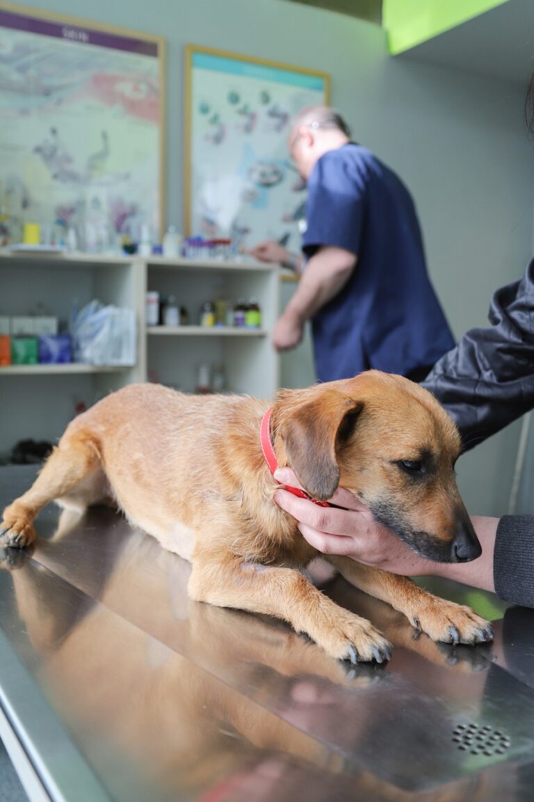 Ayuntamiento de Tres Cantos exige registro de ADN canino antes del 28 de febrero