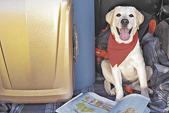 Esto es lo que nunca debes hacer si viajas con tu mascota en avión: No arriesgues su salud