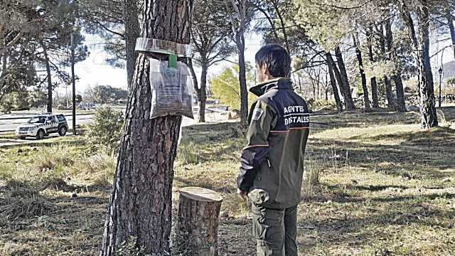 Protege a tu perro de la oruga procesionaria