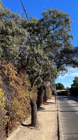 El Ayuntamiento de Alcobendas remodela el Paseo de la Marquesa Viuda de Aldama
