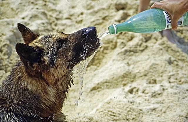 No lo ignores. Los peligros del calor en tus mascotas que todo dueño debe conocer
