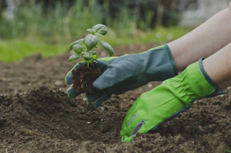 Jardines comestibles: una tendencia que combina sostenibilidad y bienestar